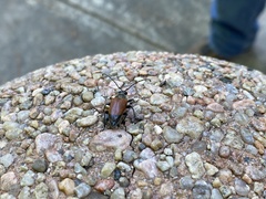 Trigonarthris atrata