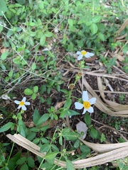 Bidens alba