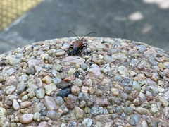 Trigonarthris atrata