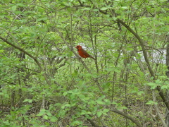 Cardinalis cardinalis