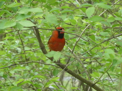 Cardinalis cardinalis