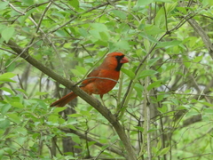 Cardinalis cardinalis