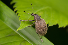 Liophloeus tessulatus