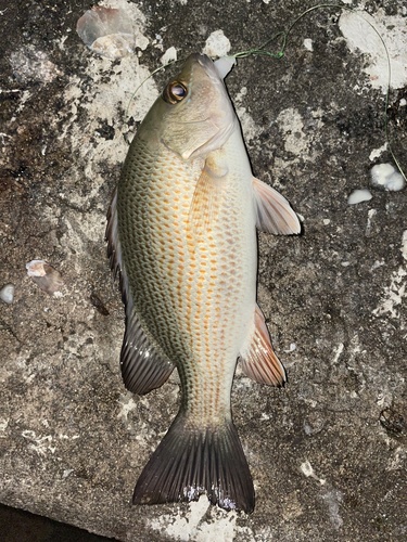 Foto de Pargo prieto (Lutjanus griseus)