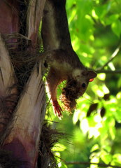 Sciurus vulgaris