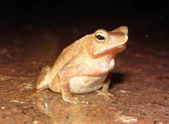 Rhinella castaneotica