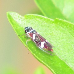 Macugonalia leucomelas