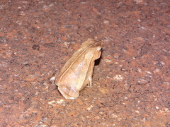 Rhinella castaneotica