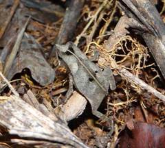 Rhinella castaneotica