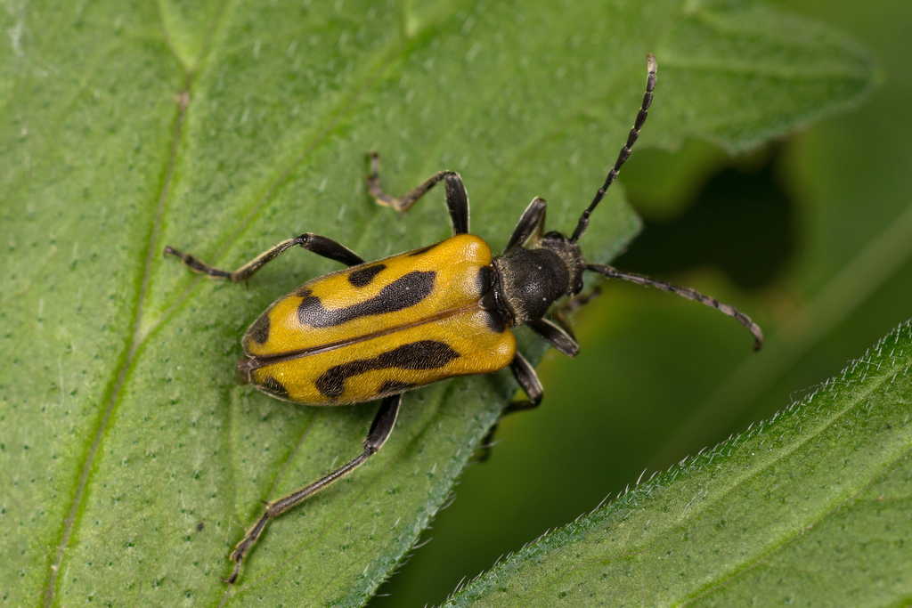 Brachyta