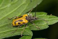 Brachyta interrogationis