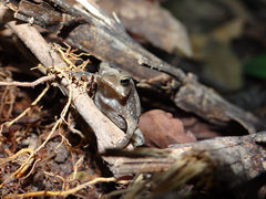 Rhinella castaneotica