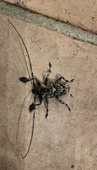 Dryoctenes scrupulosus