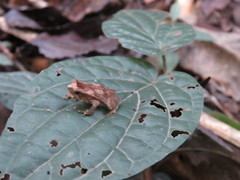 Rhinella castaneotica