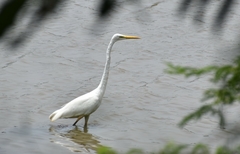 Ardea alba