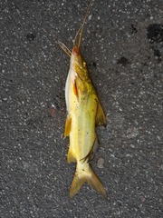 Pimelodus maculatus