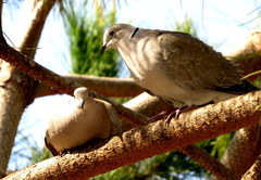 Streptopelia decaocto