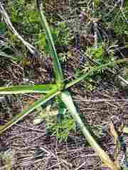 Ornithogalum boucheanum