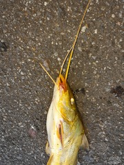 Pimelodus maculatus