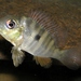 Gymnogeophagus - Photo (c) CHUCAO, some rights reserved (CC BY-SA)