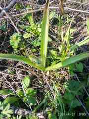 Ornithogalum boucheanum