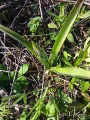 Ornithogalum boucheanum