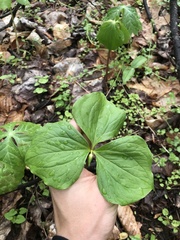Trillium cernuum