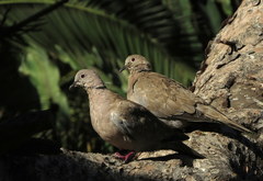 Streptopelia decaocto