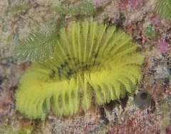 Notaulax occidentalis