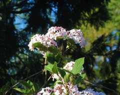 Viburnum juddii