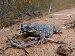 Rhinella major