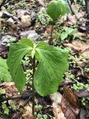 Trillium cernuum