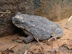 Rhinella major