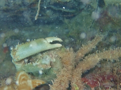 Mithraculus sculptus