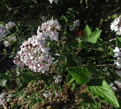 Viburnum juddii