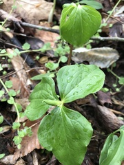 Trillium cernuum