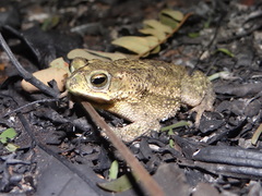 Rhinella major