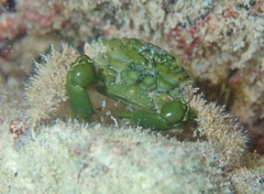 Mithraculus sculptus