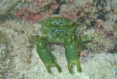 Mithraculus sculptus