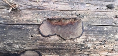 Phellopilus nigrolimitatus