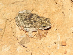 Rhinella major