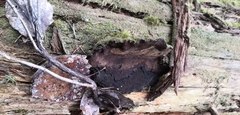 Phellopilus nigrolimitatus