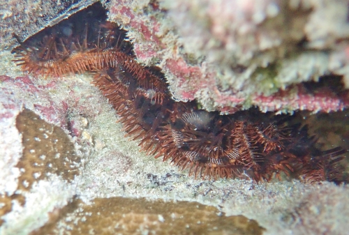 Breviturma paucigranulata observed 2021-04-24