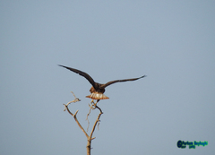 Buteo rufinus