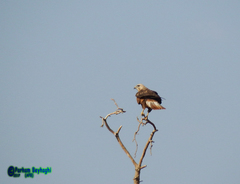 Buteo rufinus