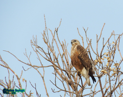 Buteo rufinus