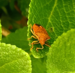 Peribalus strictus strictus