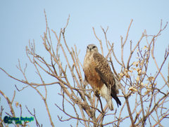 Buteo rufinus