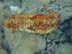 Holothuria mexicana