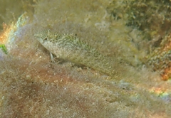 Malacoctenus macropus